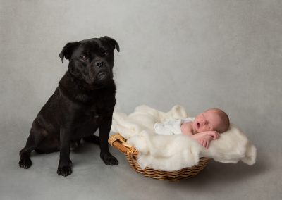 Black pug sitting next to baby boy asleep in basket on grey background by Northampton pet photographer