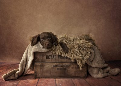 Puppy in a box on a brown background in Northampton home