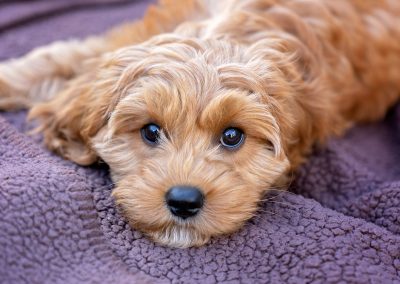 Cavapoo puppy lying on brown blanket looking up at camera taken by Northampton pet photogrpaher