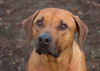 Brown dog looking up at camera by Northampton pet photographer