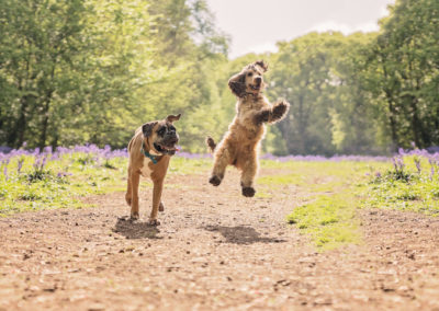 Dogs in the bluebell woods