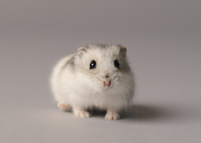 hamster on grey background on a pet photoshoot in Northampton